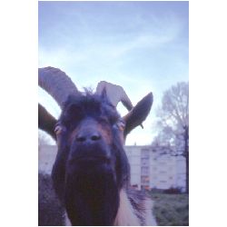 Harman's Goat.jpg